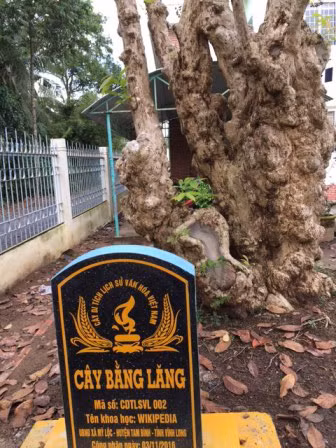 Cây bằng lăng cổ thụ được công nhận cây Di tích lịch sử văn hóa Việt Nam