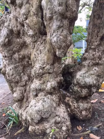 Cây bằng lăng cổ thụ “độc nhất” trên 250 tuổi ảnh 3