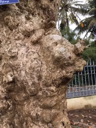 Cây bằng lăng cổ thụ “độc nhất” trên 250 tuổi ảnh 2