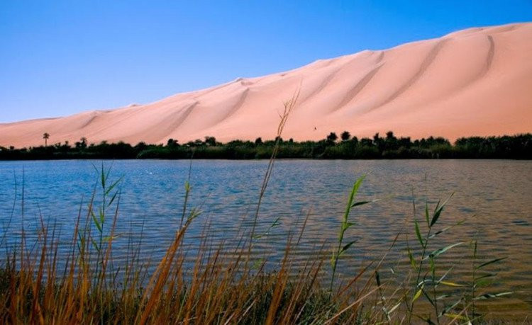 Bất ngờ với ốc đảo tràn ngập cây xanh và bóng mát giữa sa mạc SaharaSa ảnh 2 Ai mà ngờ được vùng đất này lại nằm giữa sa mạc.