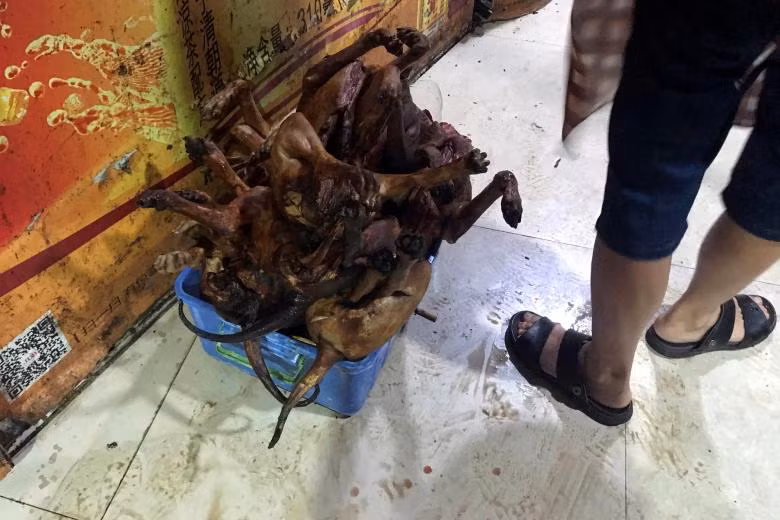 lễ hội,thịt chó,Trung Quốc