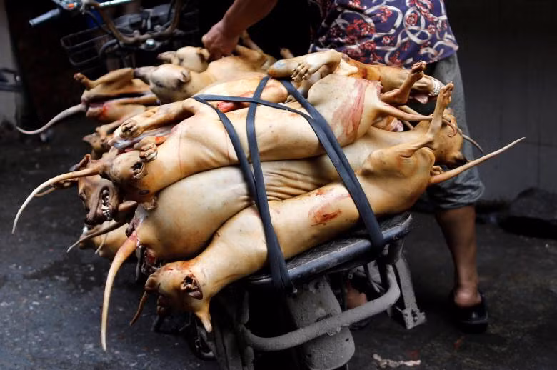 lễ hội,thịt chó,Trung Quốc