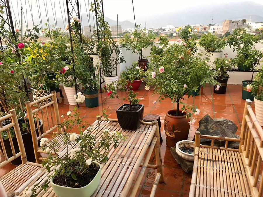Lạc chốn bồng lai với vườn hồng trên mây nhà cô giáo dạy Văn ở Nha Trang hình ảnh 2 lac chon bong lai voi vuon hong tren may nha co giao day van o nha trang hinh anh 2