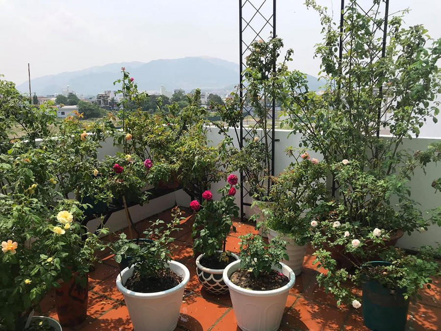 Lạc chốn bồng lai với vườn hồng trên mây nhà cô giáo dạy Văn ở Nha Trang hình ảnh 5 lac chon bong lai voi vuon hong tren may nha co giao day van o nha trang hinh anh 5