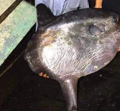 Cá mặt trăng vừa được ngư dân đánh bắt là loài cá nằm trong Sách Đỏ Việt Nam, xếp vào loài nguy cấp cần bảo vệ 