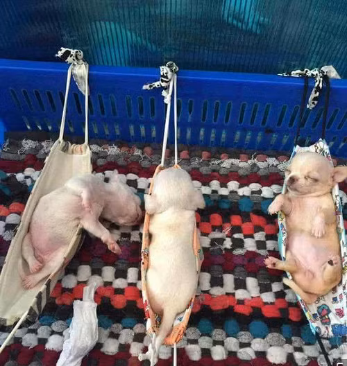 Cún cưng có khác.