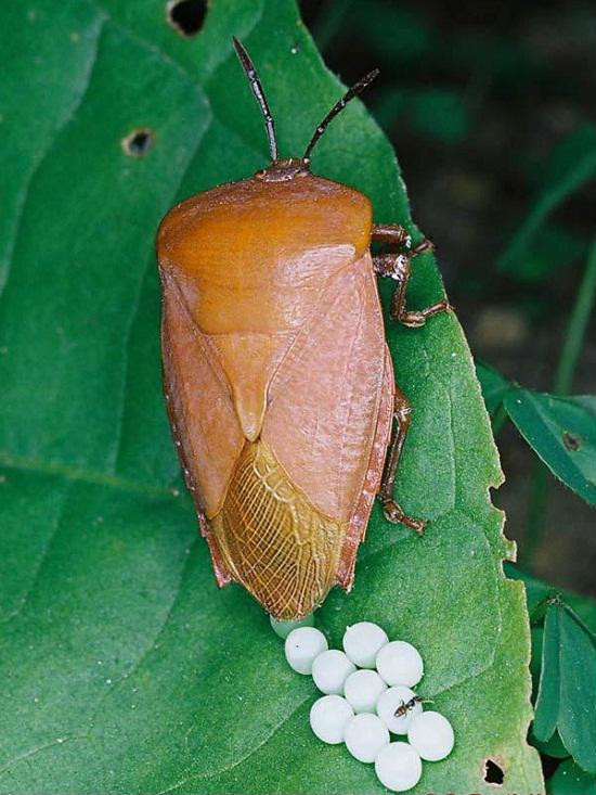Nếu phát hiện đám trứng này trên quần áo, hãy loại bỏ ngay trước khi gánh chịu hậu quả khôn lường ảnh 2