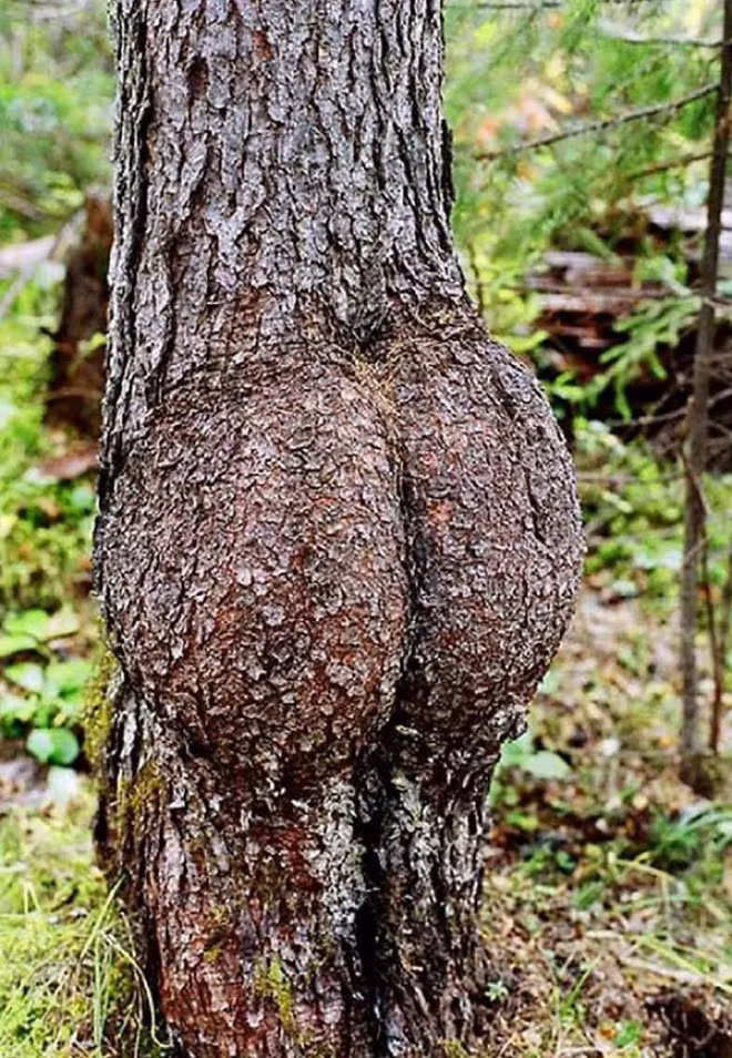 18 hình ảnh khiến bạn phải giật mình khi nhìn vào những cây cổ thụ - Ảnh 7.