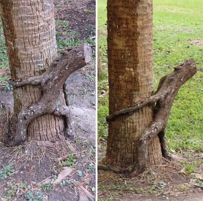 18 hình ảnh khiến bạn phải giật mình khi nhìn vào những cây cổ thụ - Ảnh 4.