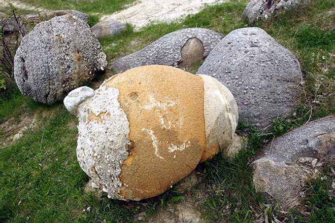 Tưởng cây nấm khổng lồ giữa rừng, lại gần mới nhận ra điều đặc biệt đến khó tin - Ảnh 1.