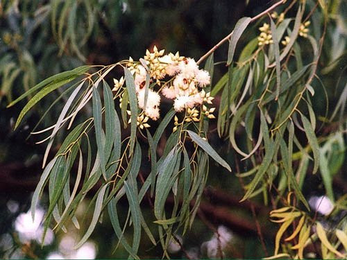 Kì lạ loài cây có khả năng  ki la loai cay co kha nang