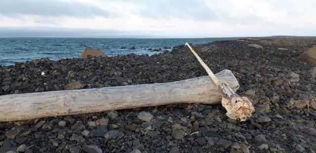 Sừng kỳ lân được tìm thấy trên quần đảo Franz Josef Land xa xôi.