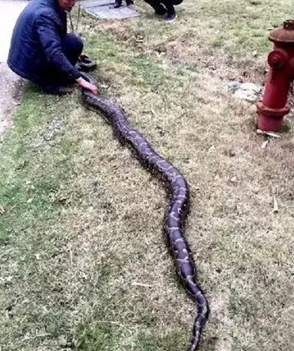 Công nhân hãi hùng phát hiện trăn khổng lồ 100 tuổi ảnh 6 Công nhân hãi hùng phát hiện trăn khổng lồ 100 tuổi - ảnh 6