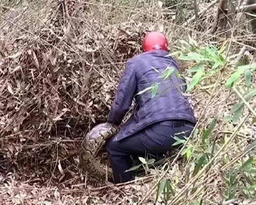 Công nhân hãi hùng phát hiện trăn khổng lồ 100 tuổi ảnh 5 Công nhân hãi hùng phát hiện trăn khổng lồ 100 tuổi - ảnh 5