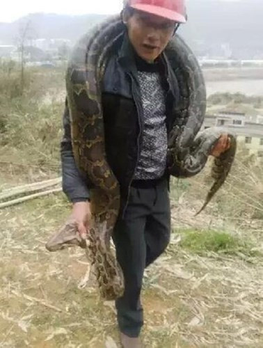 Công nhân hãi hùng phát hiện trăn khổng lồ 100 tuổi ảnh 7 Công nhân hãi hùng phát hiện trăn khổng lồ 100 tuổi - ảnh 7