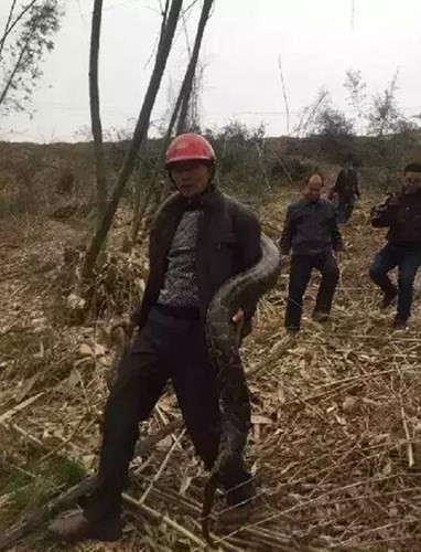 Công nhân hãi hùng phát hiện trăn khổng lồ 100 tuổi ảnh 4 Công nhân hãi hùng phát hiện trăn khổng lồ 100 tuổi - ảnh 4
