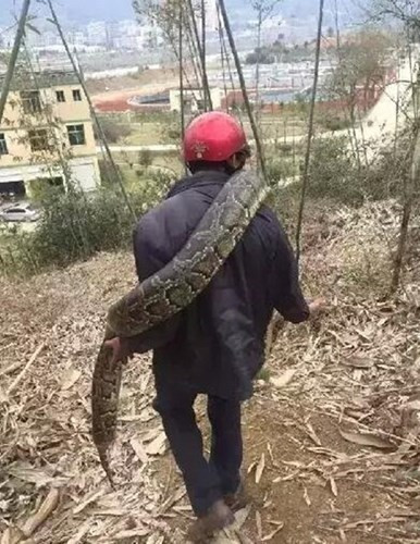 Công nhân hãi hùng phát hiện trăn khổng lồ 100 tuổi ảnh 1 Công nhân hãi hùng phát hiện trăn khổng lồ 100 tuổi - ảnh 1