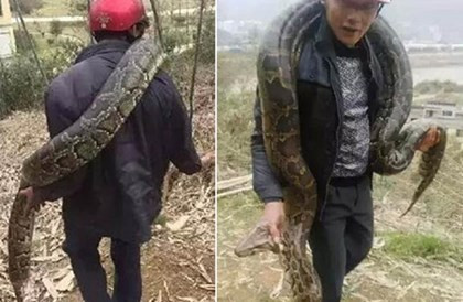Công nhân hãi hùng phát hiện trăn khổng lồ 100 tuổi 