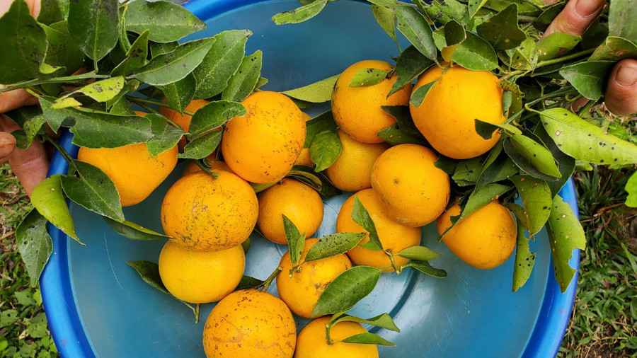 Giống cam lào cho vị ngọt, mát khác biệt so với cam thường.