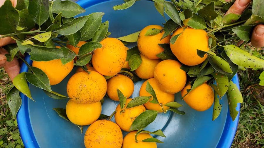 Giống cam lào cho vị ngọt, mát khác biệt so với cam thường.