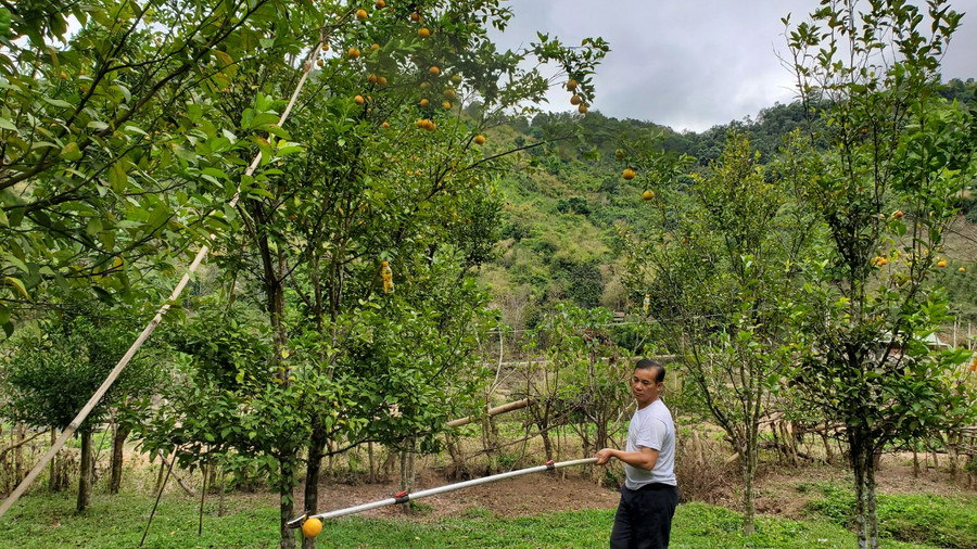 Hầu hết các hộ ở bản Con Dao và Suối Tuốt đều trồng cam.