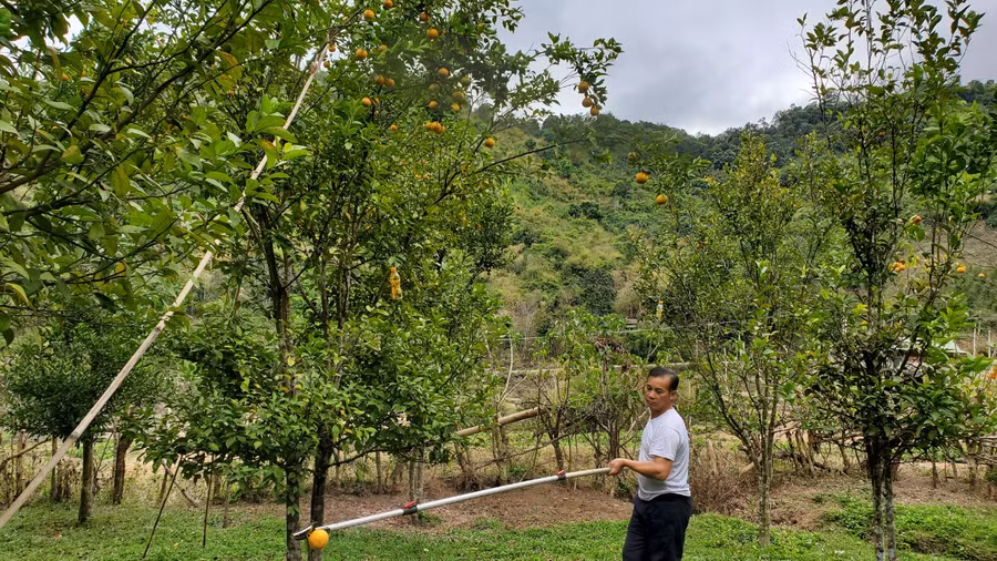 Hầu hết các hộ ở bản Con Dao và Suối Tuốt đều trồng cam.