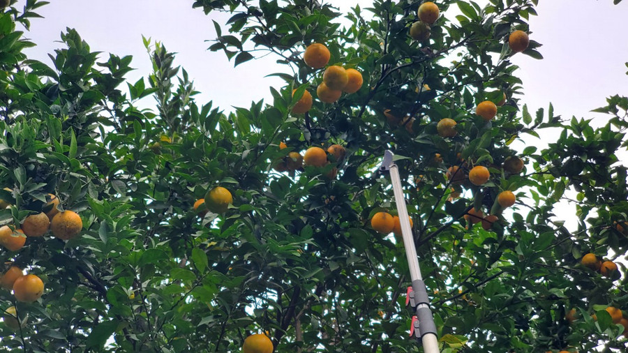 Cây cam Lào đã giúp bà con bản Suối Tuốt, Con Dao thoát nghèo.