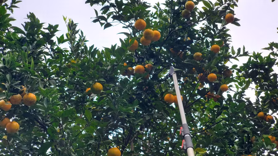 Cây cam Lào đã giúp bà con bản Suối Tuốt, Con Dao thoát nghèo.