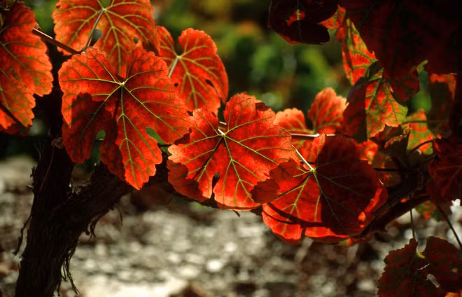 Xem những hình ảnh này mới thấy mùa thu ở đâu cũng đẹp không lời nào tả hết - Ảnh 11.