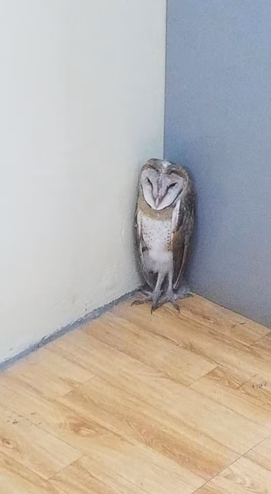 Có vẻ như buổi sáng không phải điều kiện phù hợp cho chú chim cú lợn bay lượn nên đành đứng nép vào góc tủ làm 