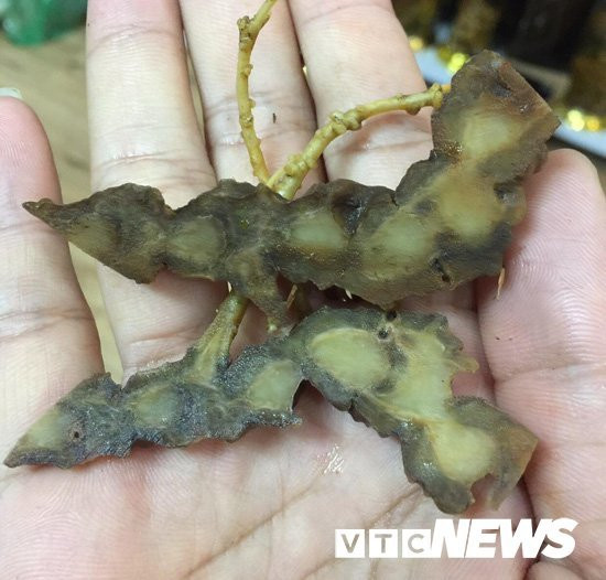 Lạ Tuyên Quang: Cả làng vào rừng đào củ đắt như vàng ròng, 300 triệu/kg Lạ Tuyên Quang: Cả làng vào rừng đào củ đắt như vàng ròng, 300 triệu/kg