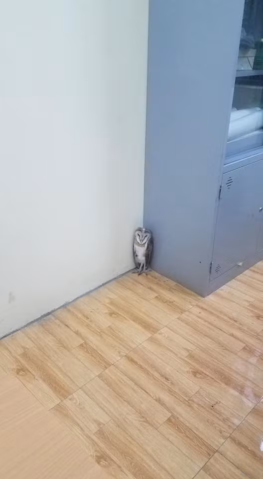 Gần hơn tý nữa là thấy đúng không nào? Phong cách cực kỳ nghiêm túc luôn đấy nhé!