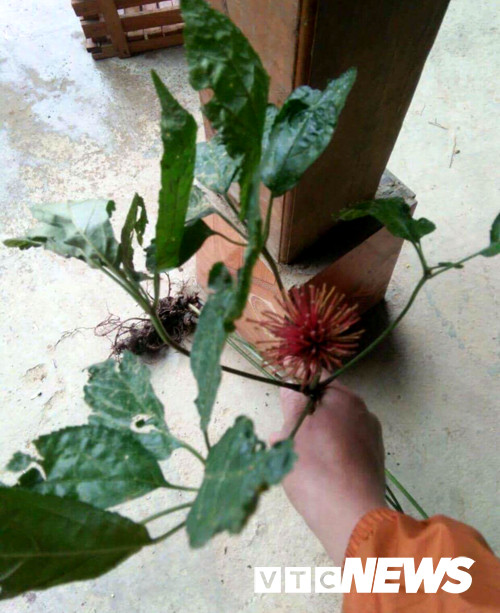 Lạ Tuyên Quang: Cả làng vào rừng đào củ đắt như vàng ròng, 300 triệu/kg Lạ Tuyên Quang: Cả làng vào rừng đào củ đắt như vàng ròng, 300 triệu/kg