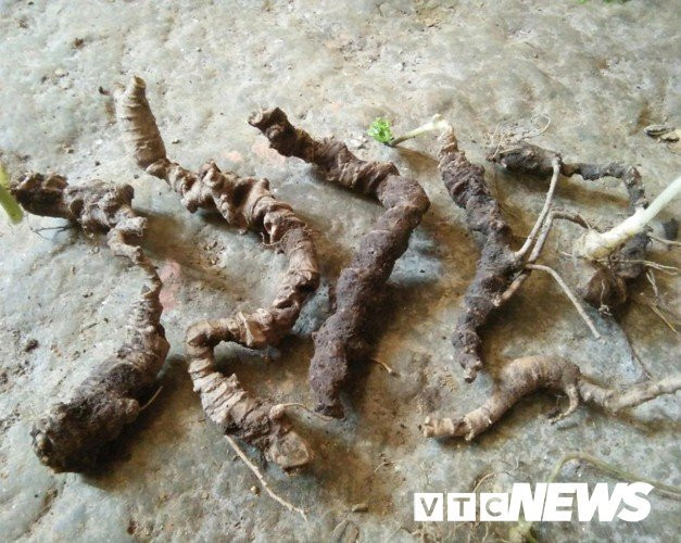 Lạ Tuyên Quang: Cả làng vào rừng đào củ đắt như vàng ròng, 300 triệu/kg Lạ Tuyên Quang: Cả làng vào rừng đào củ đắt như vàng ròng, 300 triệu/kg