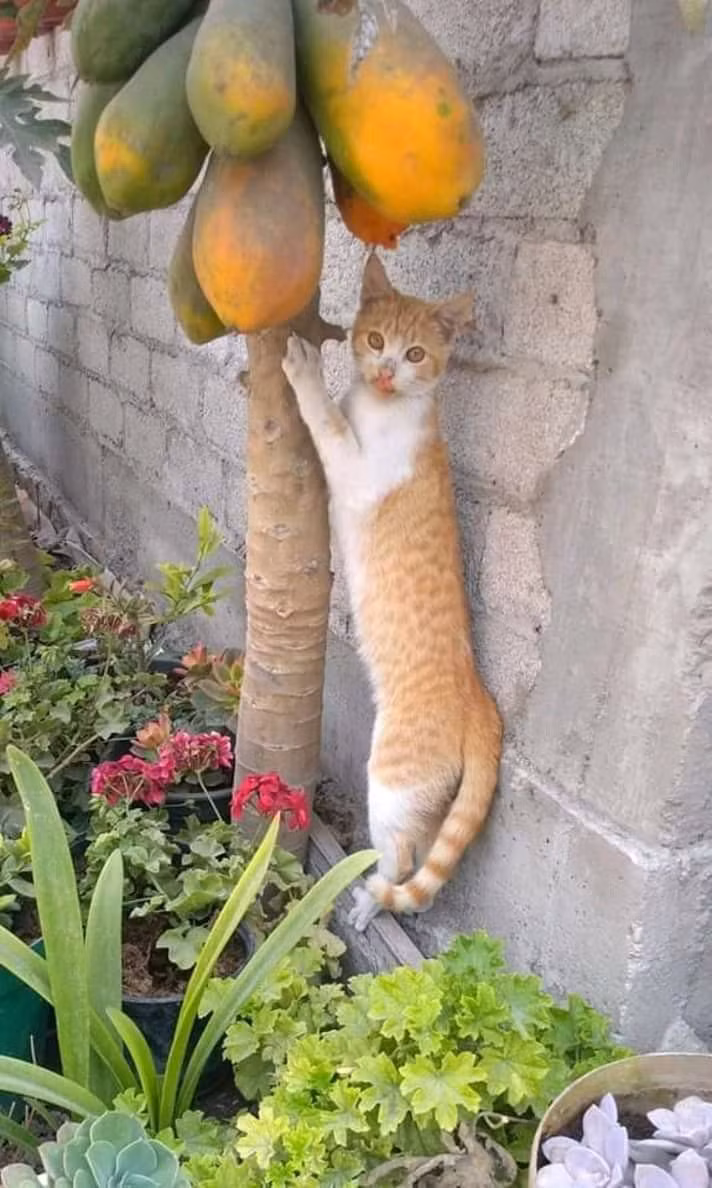 Tên trộm đu đủ ăn xong còn chưa kịp chùi mép kìa, lêu lêu! (Ảnh: MalalaLalaLong)