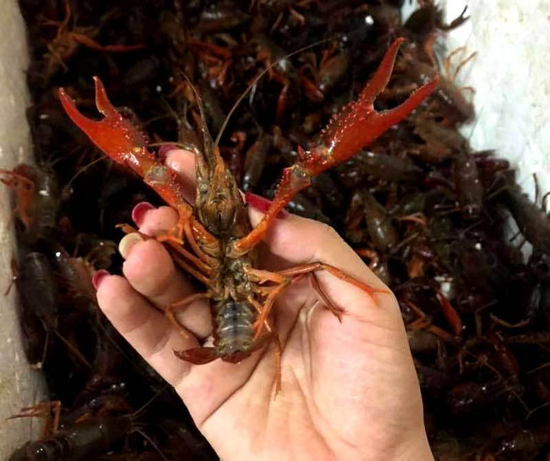 Theo các chuyên gia trong ngành thì đây là loại tôm gây hại, bị cấm ở Việt Nam Bên kia biên giới tràn về: Mối nguy từ Trung Quốc sang Việt Nam