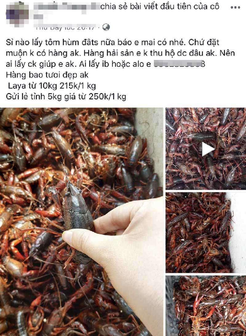 Tôm hùm đất đang được rao bàn tràn lan trên mạng xã hội Bên kia biên giới tràn về: Mối nguy từ Trung Quốc sang Việt Nam