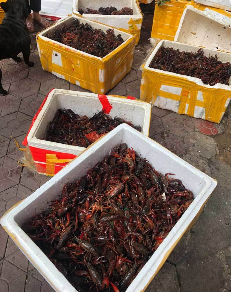 Các đầu mối đổ sỉ khẳng định tôm này được nhập từ Trung Quốc, hàng luôn có sẵn với số lượng lớn Bên kia biên giới tràn về: Mối nguy từ Trung Quốc sang Việt Nam