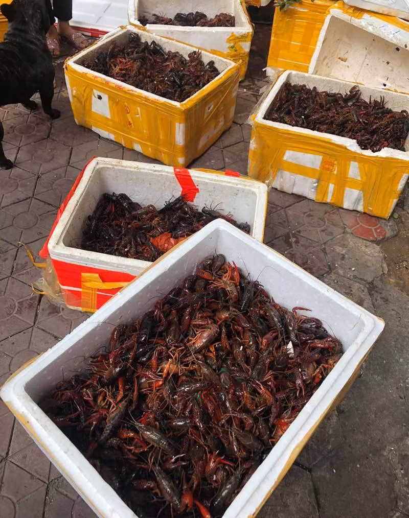 Bên kia biên giới tràn về: Mối nguy từ Trung Quốc sang Việt Nam