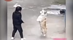 Gặp những đối tượng này, đến chó cũng phải khóc 