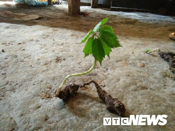 Lạ Tuyên Quang: Cả làng vào rừng đào củ đắt như vàng ròng, 300 triệu/kg Lạ Tuyên Quang: Cả làng vào rừng đào củ đắt như vàng ròng, 300 triệu/kg