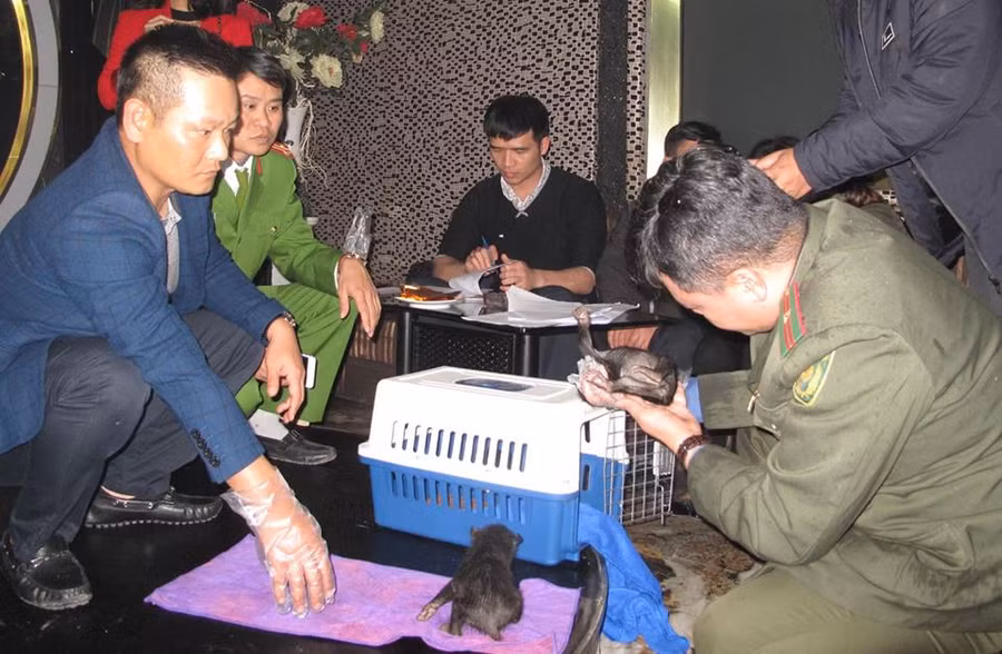 Kịp thời phát hiện đối tượng vận chuyển gấu ngựa quý hiếm, ảnh: CTV. 