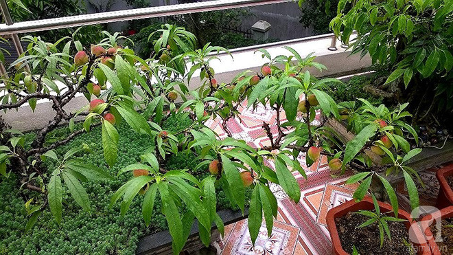 Sân thượng trồng gần trăm gốc đào cổ chi chít quả ở Lạng Sơn - Ảnh 10. Sân thượng trồng gần trăm gốc đào cổ chi chít quả ở Lạng Sơn - Ảnh 10.
