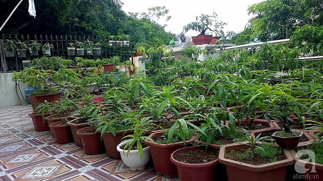 Sân thượng trồng gần trăm gốc đào cổ chi chít quả ở Lạng Sơn - Ảnh 1. Sân thượng trồng gần trăm gốc đào cổ chi chít quả ở Lạng Sơn - Ảnh 1.