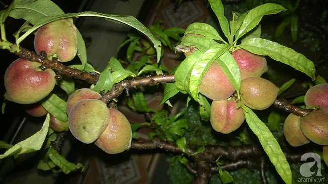 Sân thượng trồng gần trăm gốc đào cổ chi chít quả ở Lạng Sơn - Ảnh 7. Sân thượng trồng gần trăm gốc đào cổ chi chít quả ở Lạng Sơn - Ảnh 7.