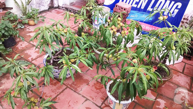 Sân thượng trồng gần trăm gốc đào cổ chi chít quả ở Lạng Sơn - Ảnh 8. Sân thượng trồng gần trăm gốc đào cổ chi chít quả ở Lạng Sơn - Ảnh 8.