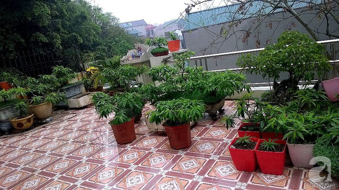Sân thượng trồng gần trăm gốc đào cổ chi chít quả ở Lạng Sơn - Ảnh 2. Sân thượng trồng gần trăm gốc đào cổ chi chít quả ở Lạng Sơn - Ảnh 2.