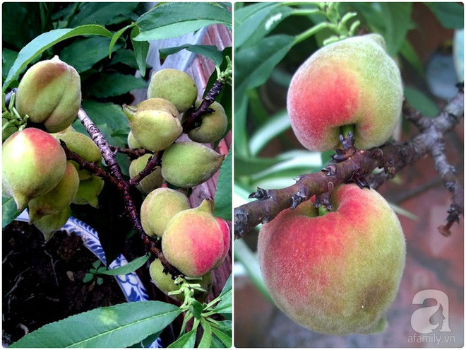 Sân thượng trồng gần trăm gốc đào cổ chi chít quả ở Lạng Sơn - Ảnh 12. Sân thượng trồng gần trăm gốc đào cổ chi chít quả ở Lạng Sơn - Ảnh 12.