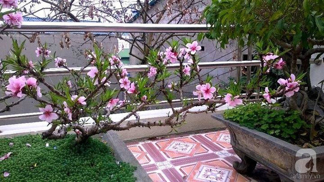 Sân thượng trồng gần trăm gốc đào cổ chi chít quả ở Lạng Sơn - Ảnh 5. Sân thượng trồng gần trăm gốc đào cổ chi chít quả ở Lạng Sơn - Ảnh 5.
