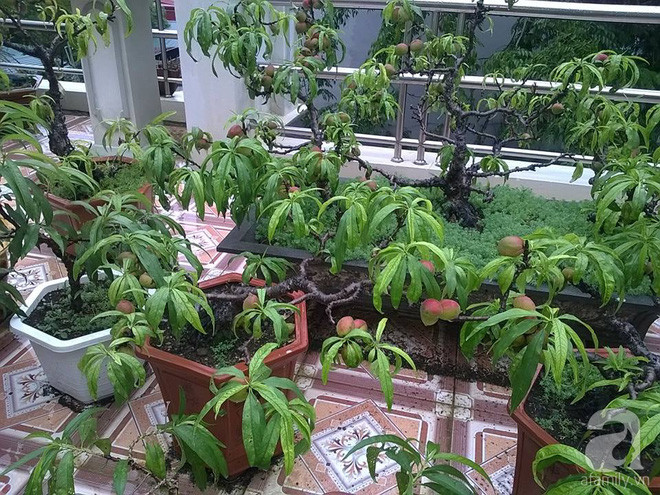 Sân thượng trồng gần trăm gốc đào cổ chi chít quả ở Lạng Sơn - Ảnh 3. Sân thượng trồng gần trăm gốc đào cổ chi chít quả ở Lạng Sơn - Ảnh 3.